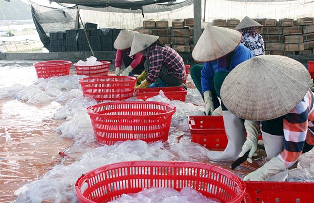 Nghề khai thác sứa